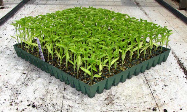 پرورش بذر در سینی 